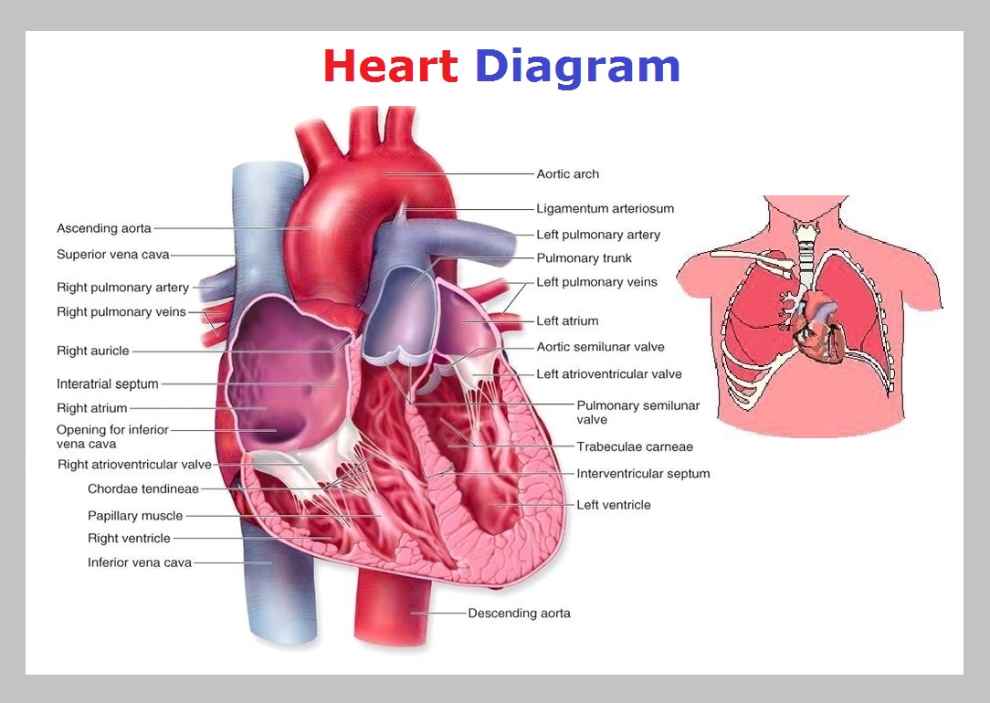 Heart Diagram Graph Diagram