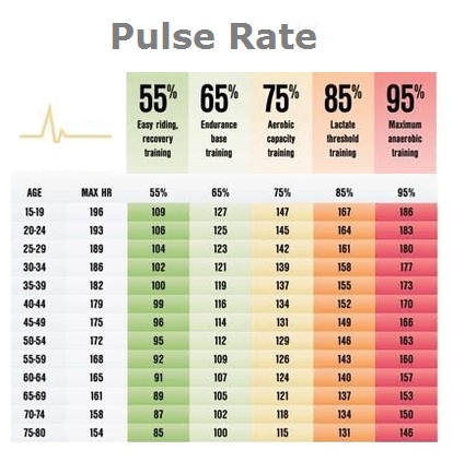 Average Pulse Rate For An Adult 46