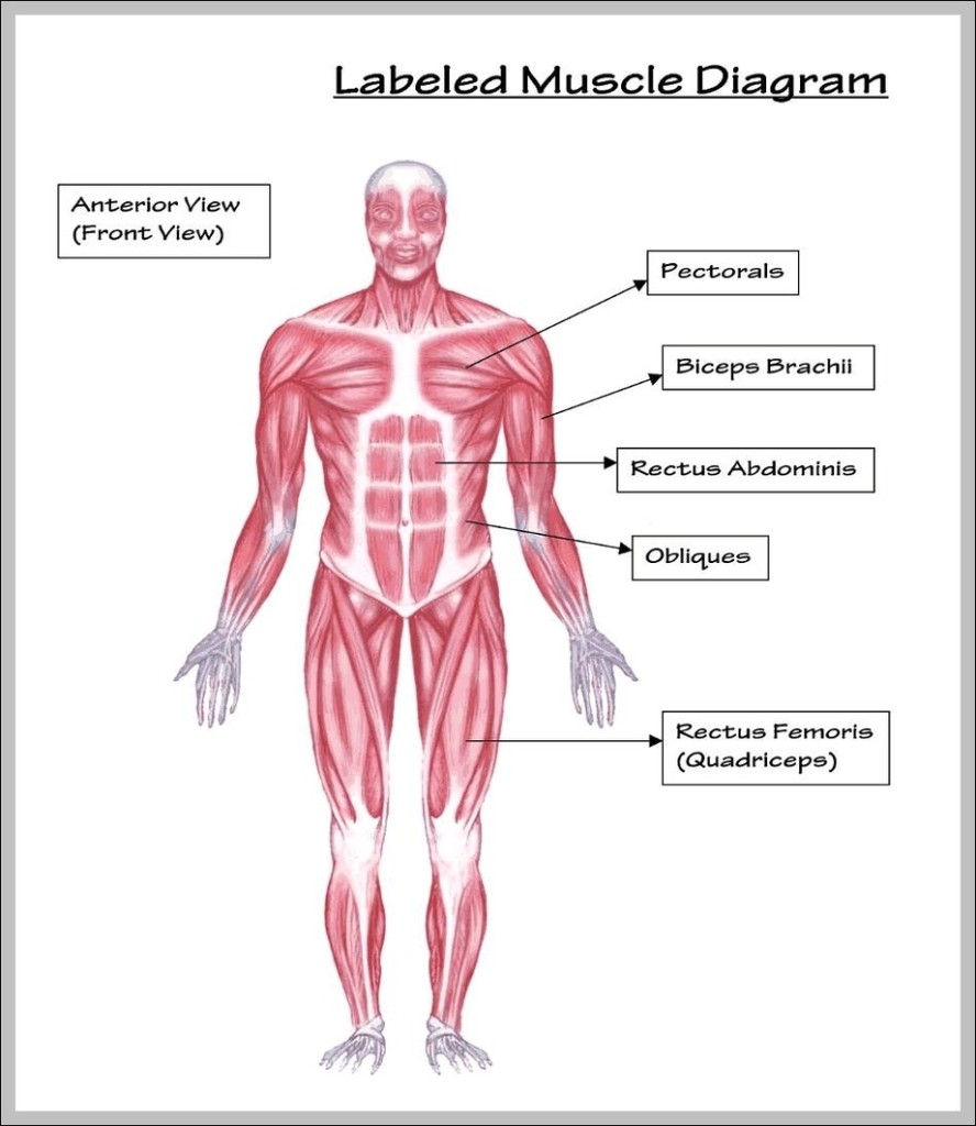 Anterior Muscles Graph Diagram