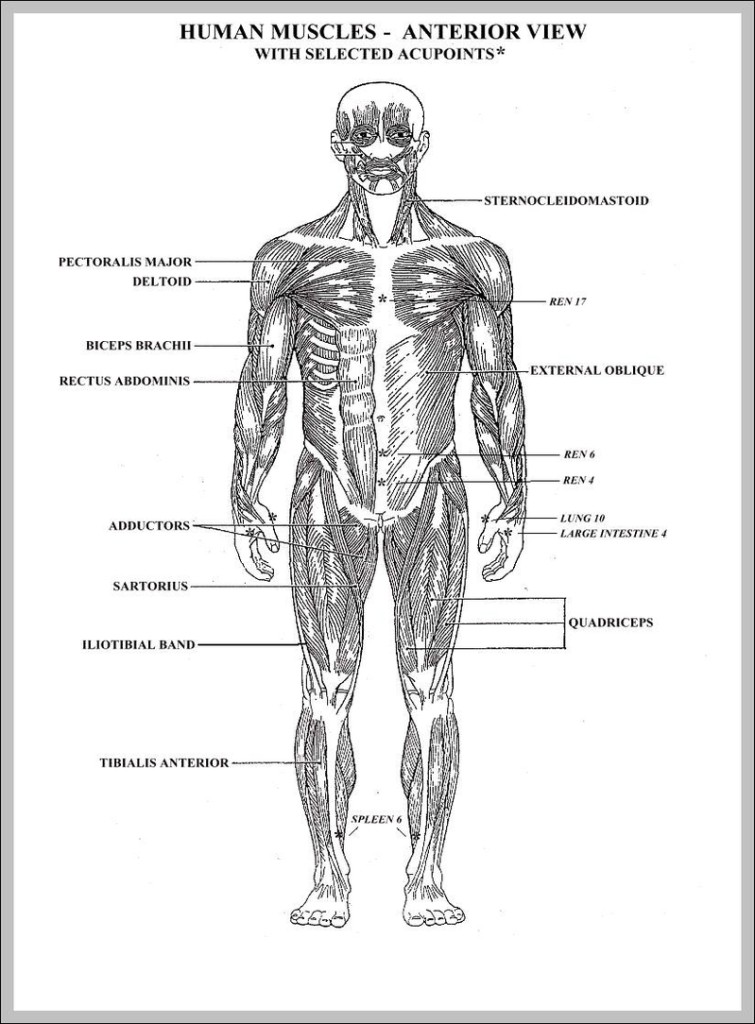 Graph Diagram – Page 61 – Human Anatomy Diagrams