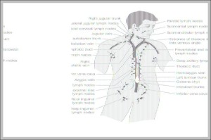 Diagram Of Lymph Nodes In Human Body Graph Diagram