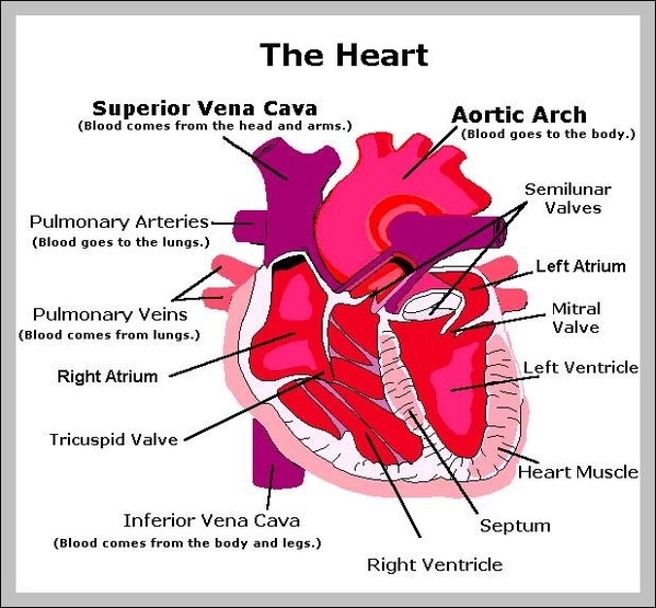 heart chart - Graph Diagram