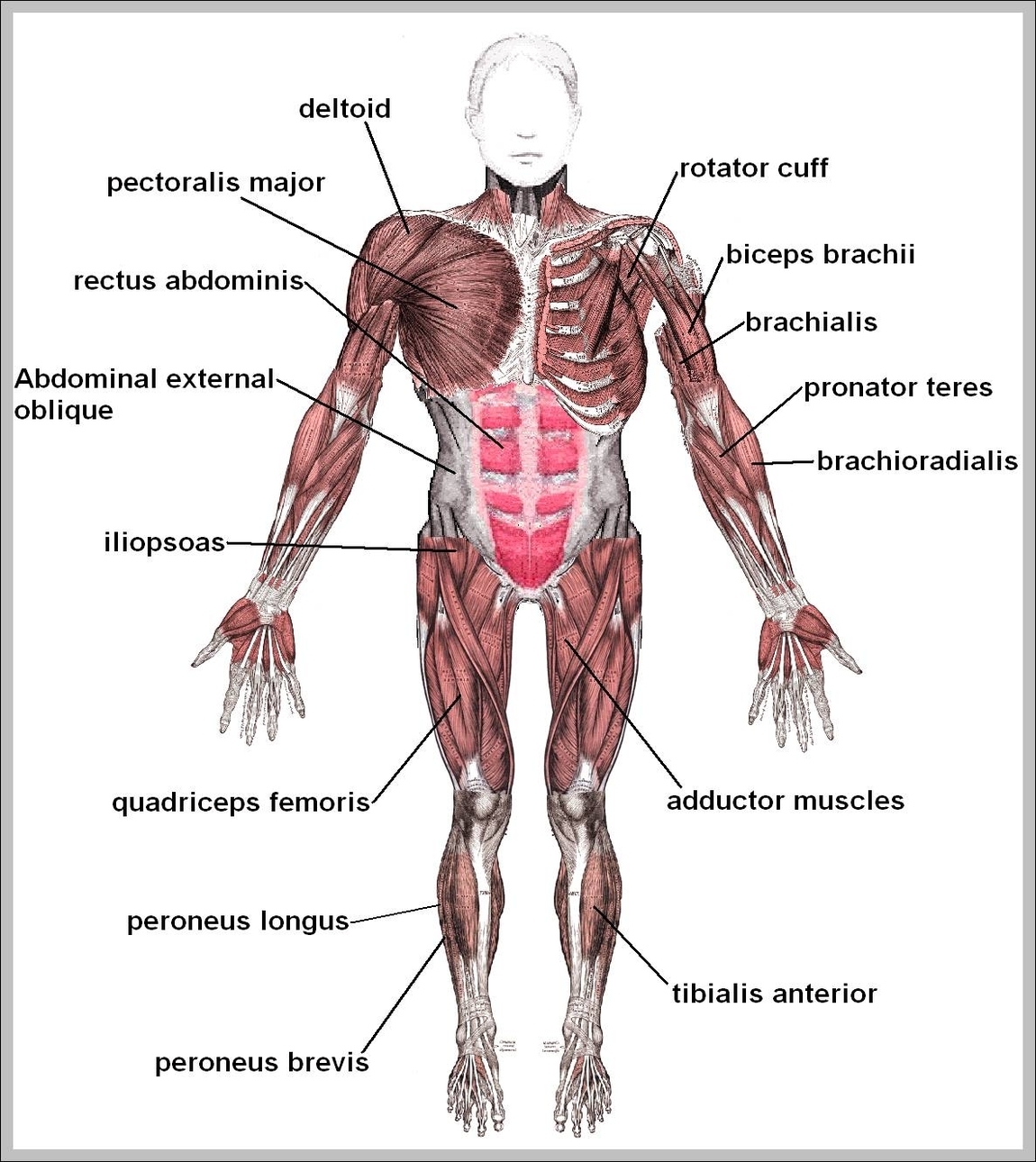 Human Body Muscles Labeled Graph Diagram