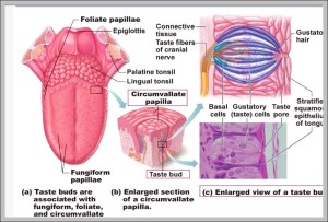 Location Of Taste Buds Graph Diagram