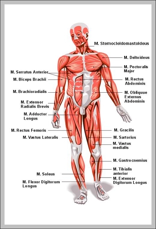 Muscular System Page 6 Graph Diagram