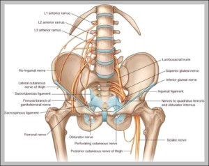 pelvic – Graph Diagram