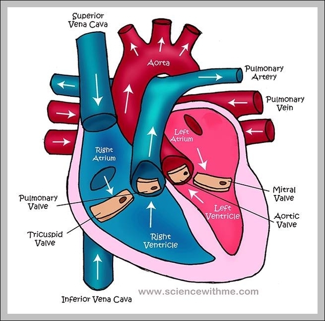 parts of the heart - Graph Diagram