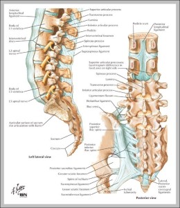 Picture of spine – Graph Diagram