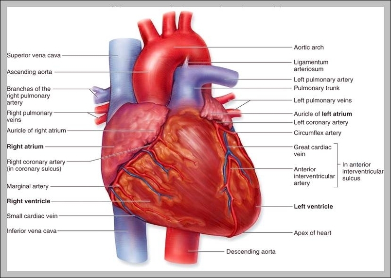 Pictures Of The Heart With Labels Graph Diagram