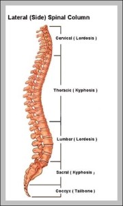 l1 vertebrae location