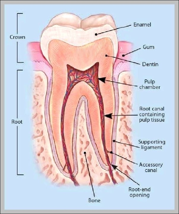 Human Teeth Graph Diagram