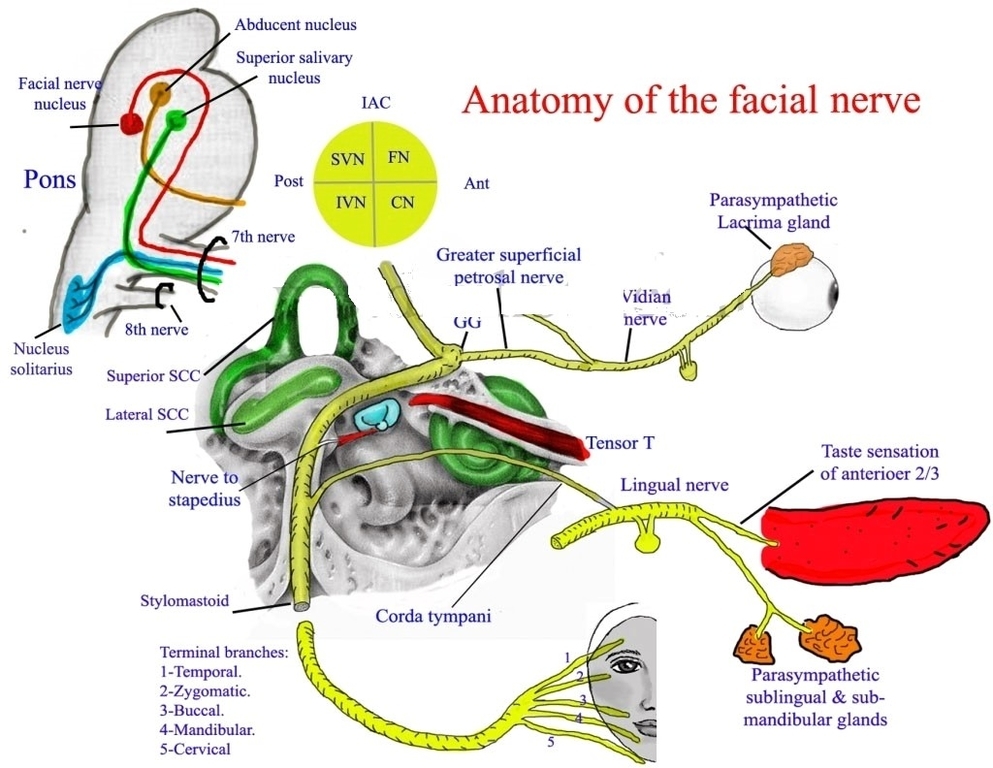 Anatomy of the facial nerve