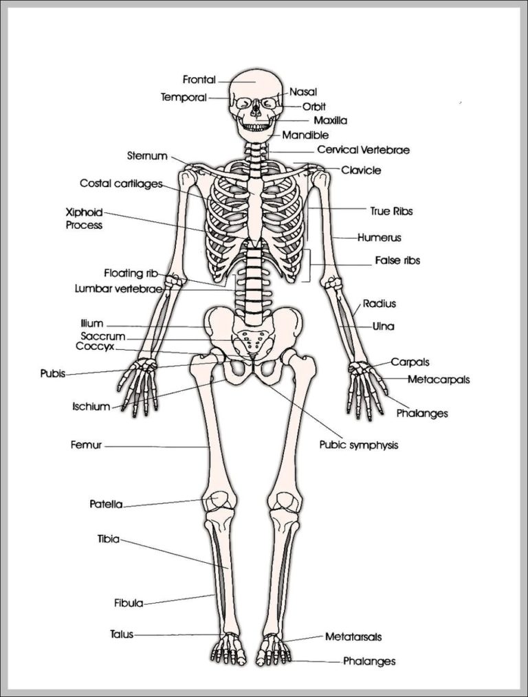 Printable Human Skeleton Image Graph Diagram