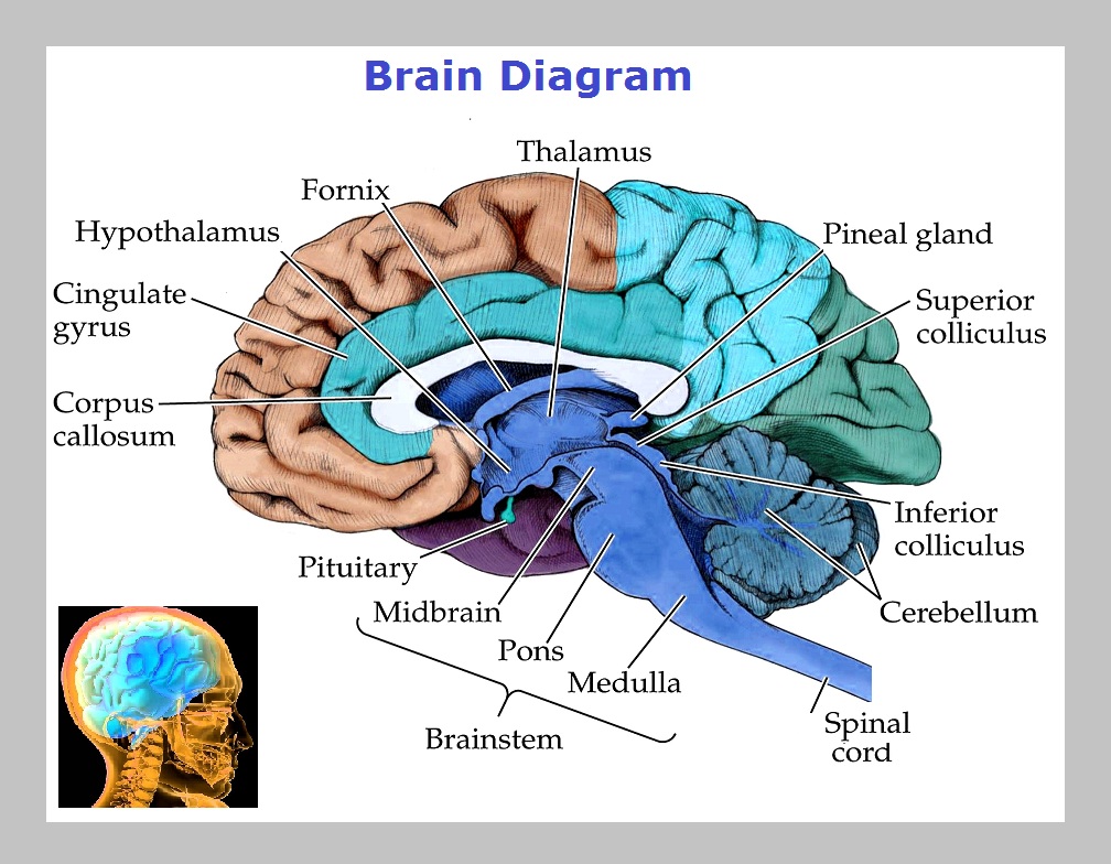 brain diagram