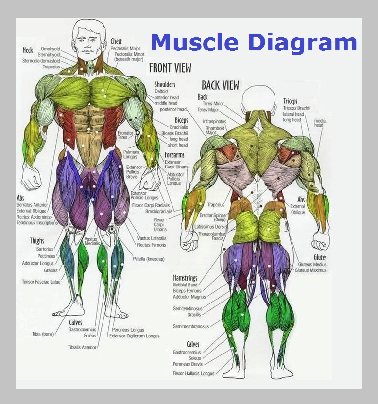muscle diagram