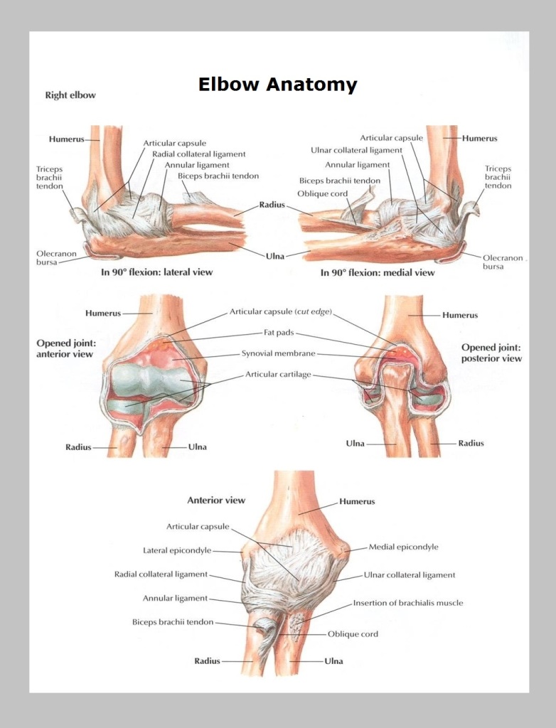 ANATOMY OF THE ELBOW visual data 2