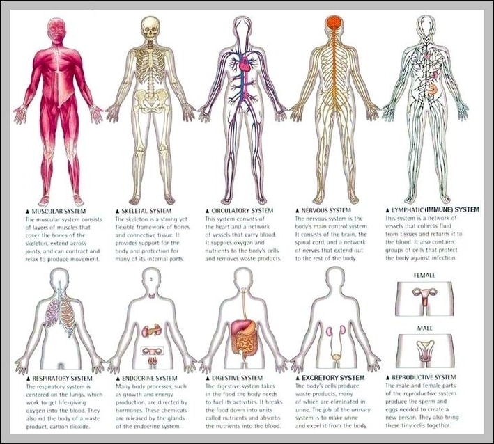 12 organ systems
