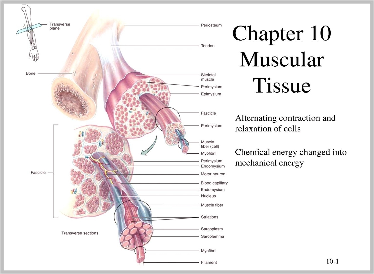 3 types of muscle tissue