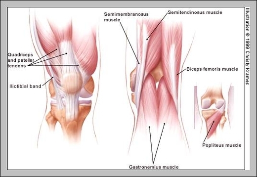 3d knee anatomy