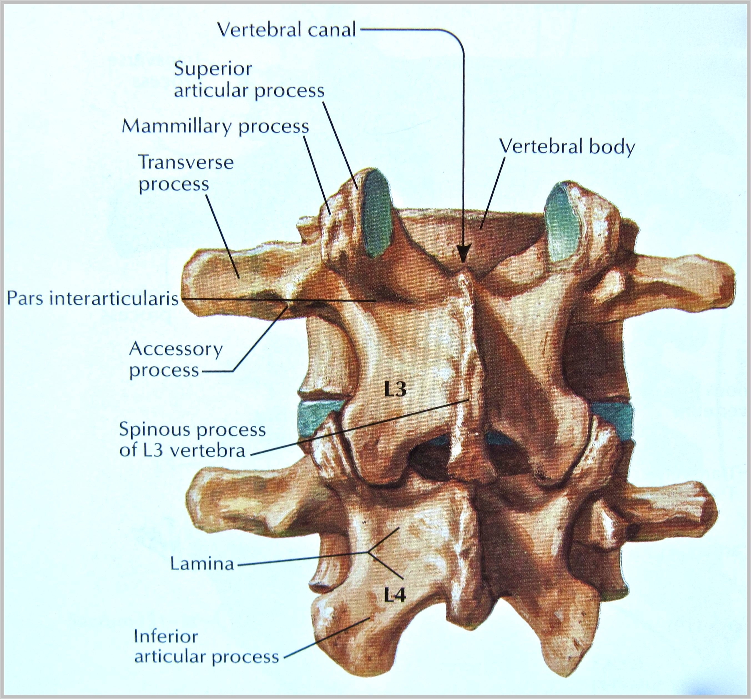 3rd vertebrae