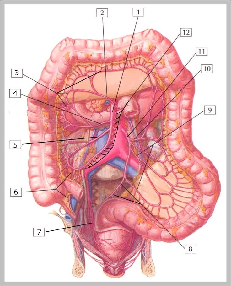abdominal anatomy picture