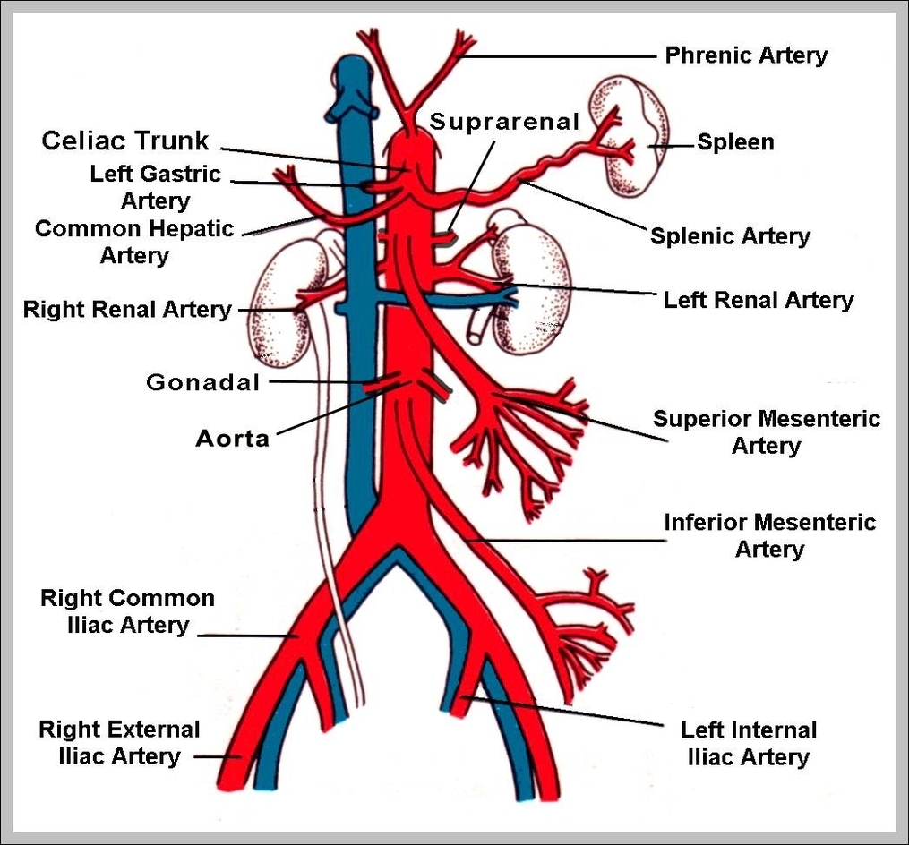 abdominal arteries
