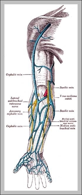 accessory cephalic vein
