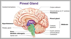 adenoids and tonsils – Graph Diagram