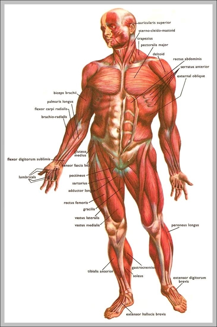 all body muscles