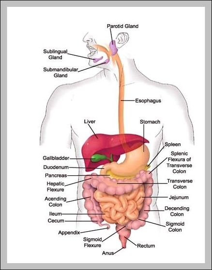 all the parts of the digestive system