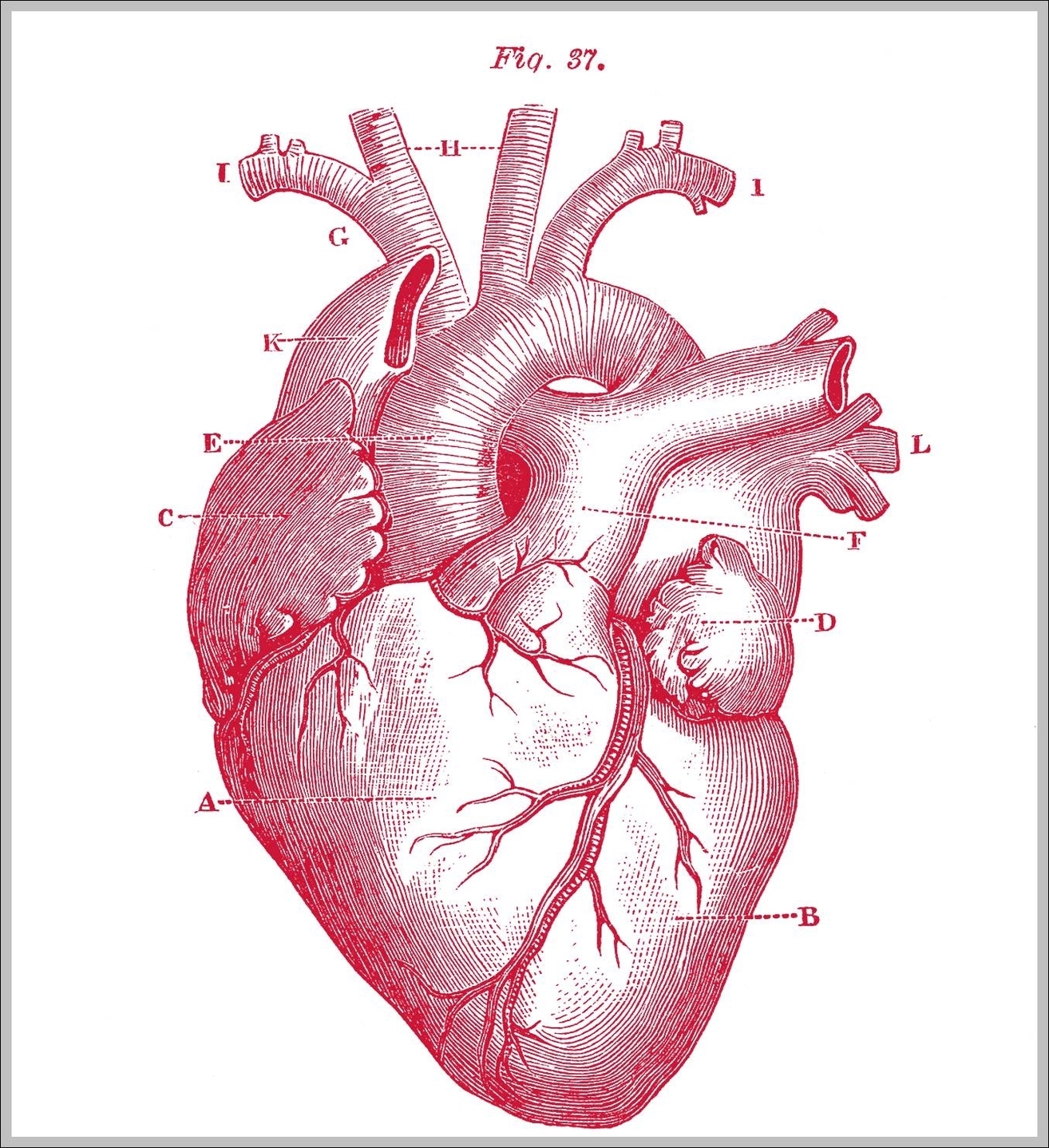 anatomic heart