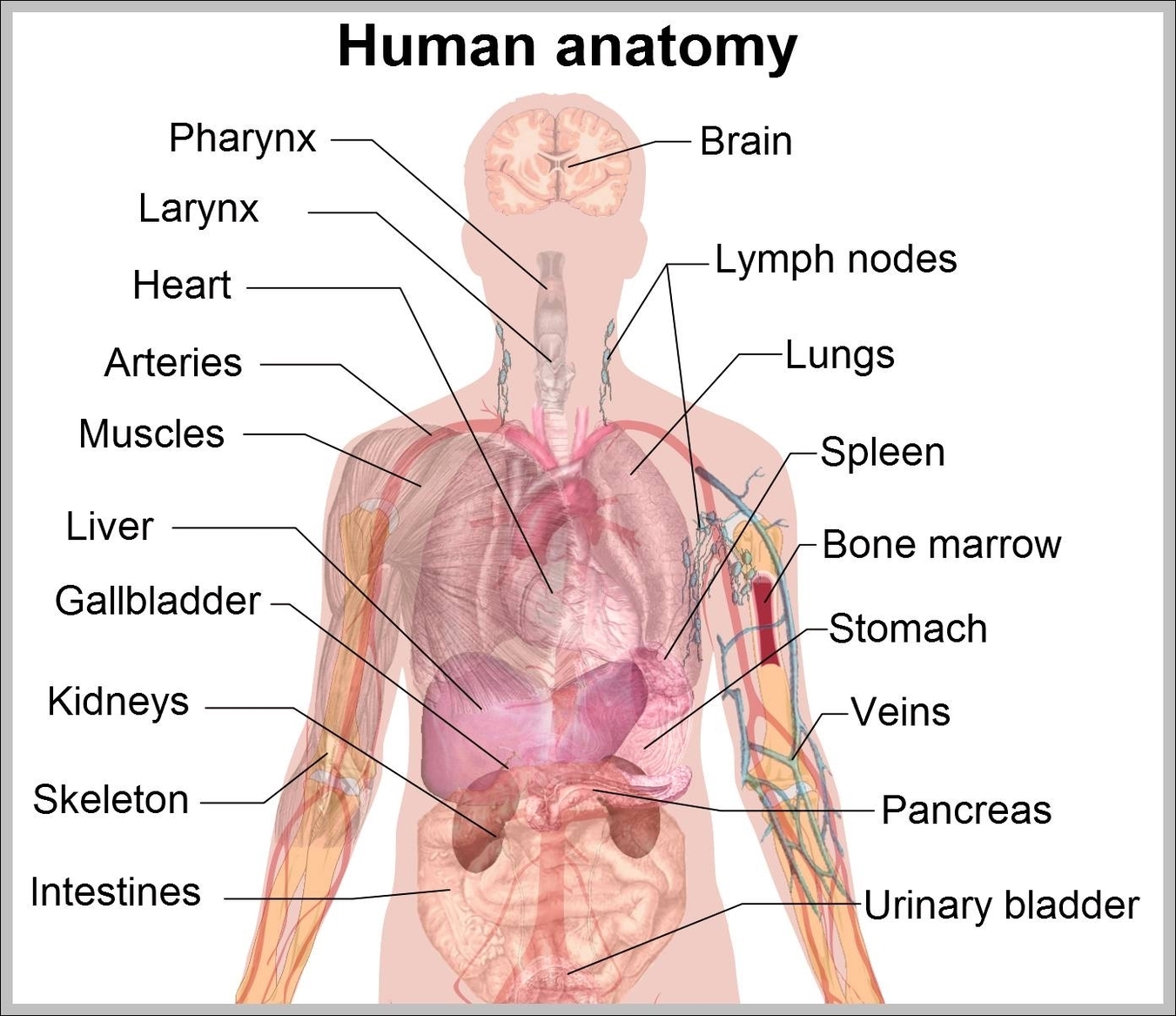 anatomical human body