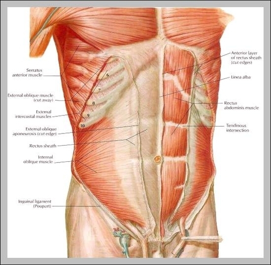 anatomy abdominal muscles