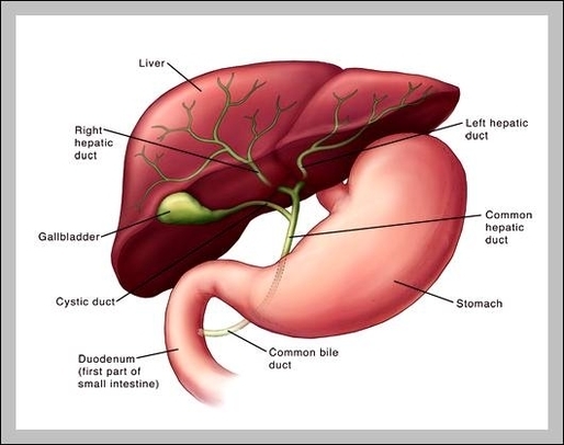 anatomy gallbladder