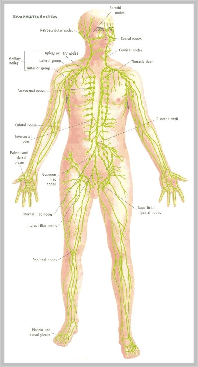 anatomy lymphatic system