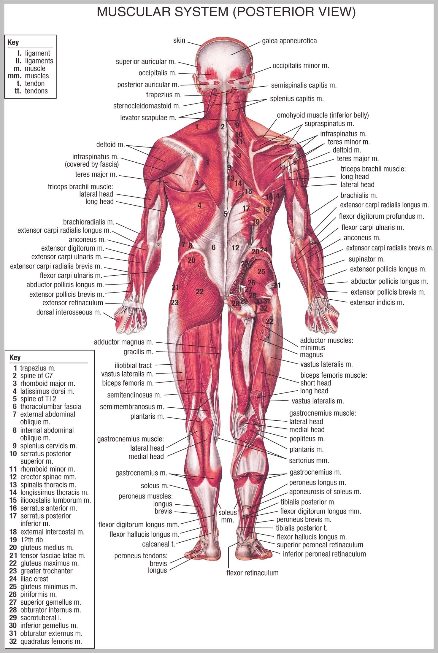anatomy muscular system