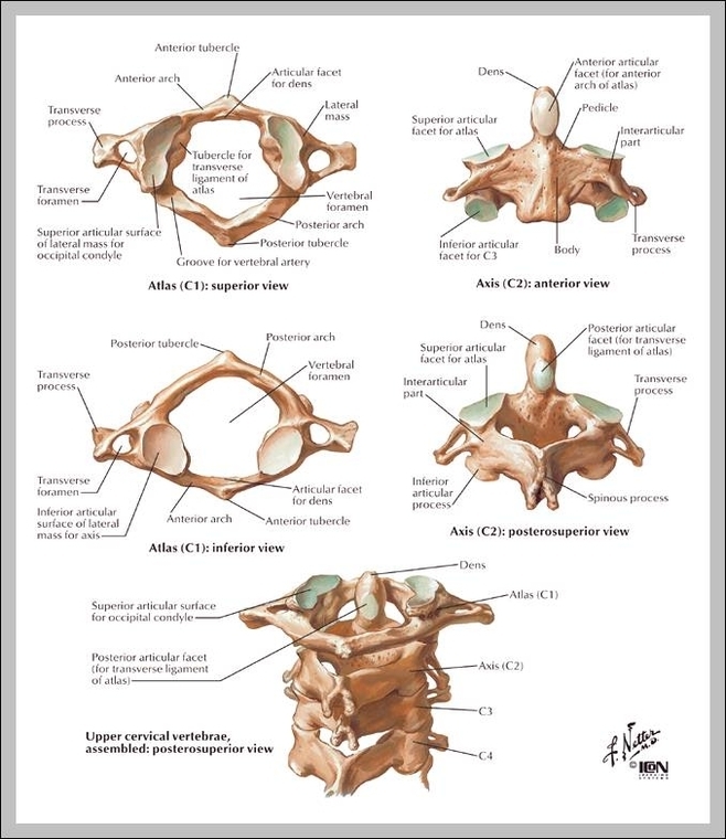 anatomy of cervical vertebrae