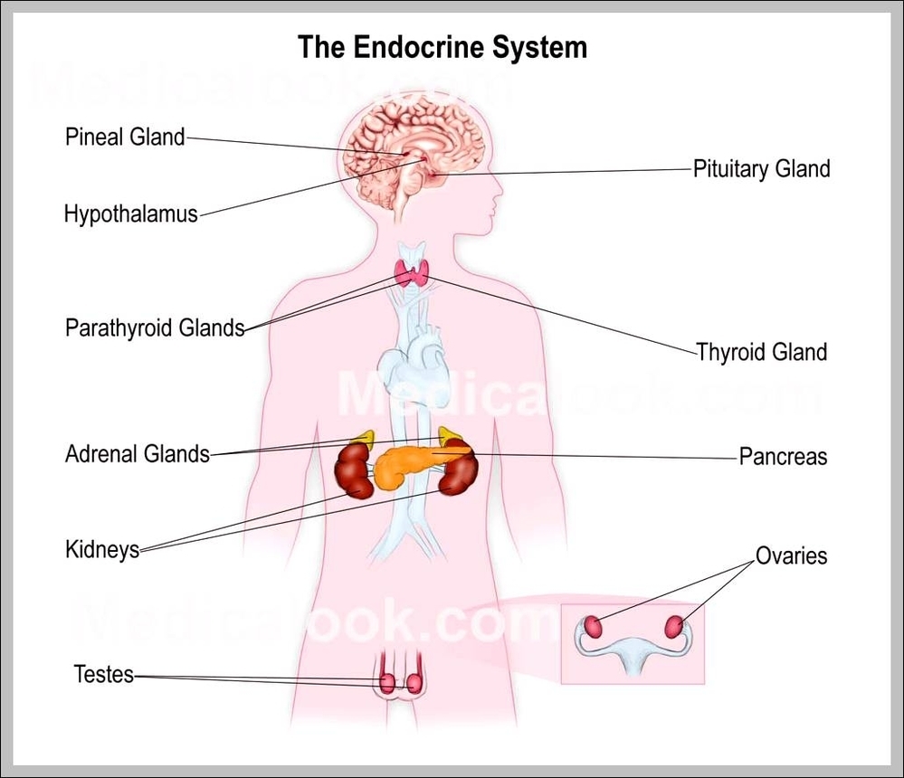 Endocrine Glands