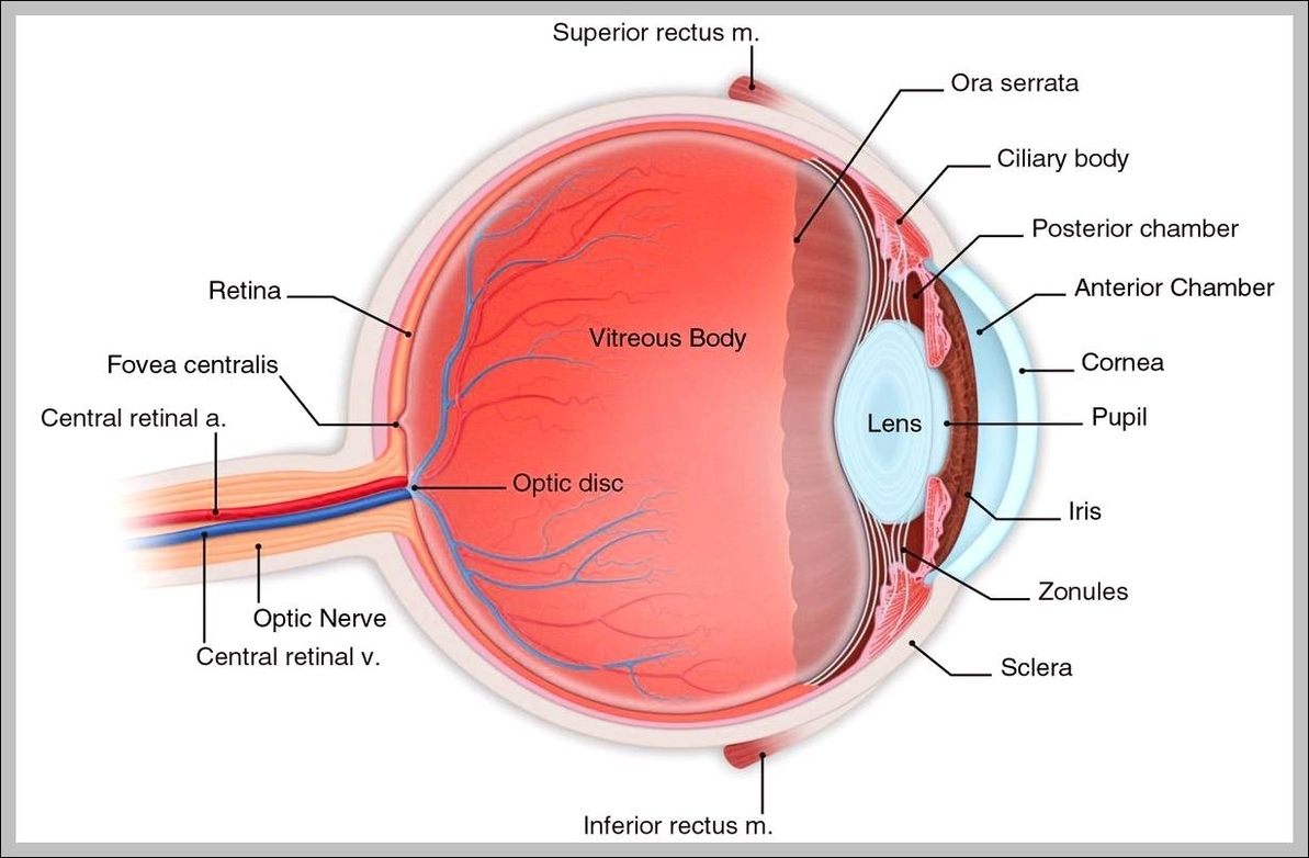 anatomy of eye
