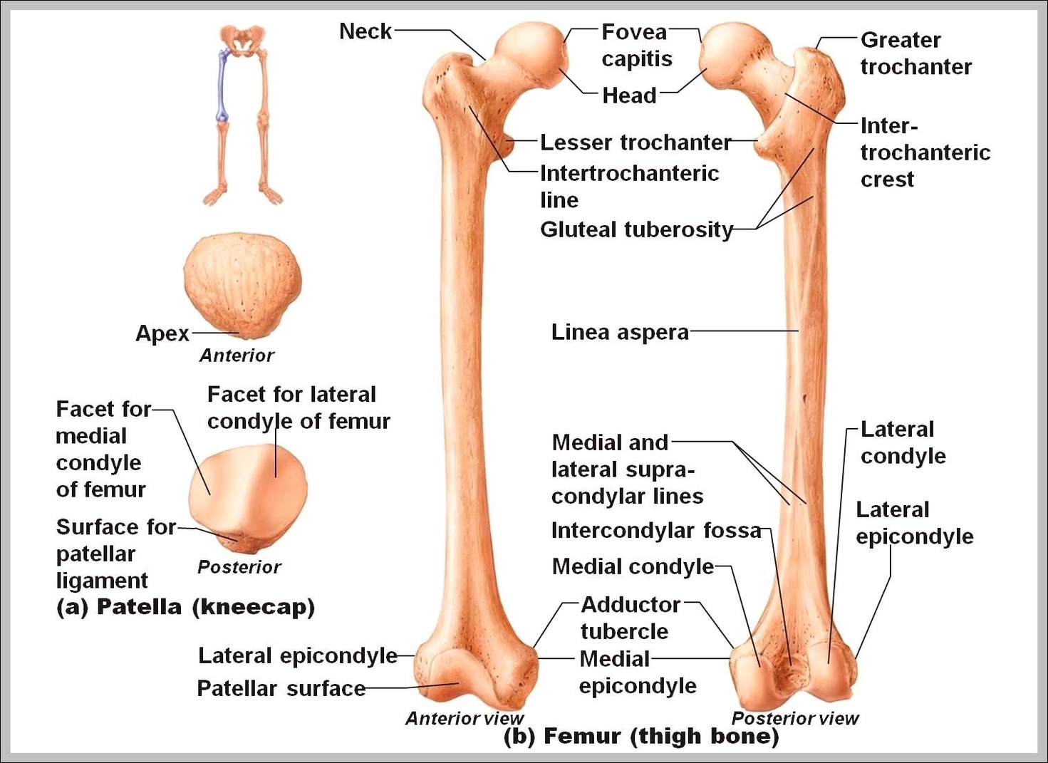 anatomy of femur