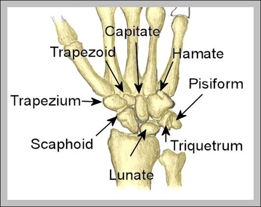anatomy of forearm
