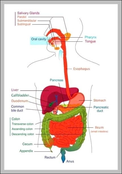 anatomy of human brain