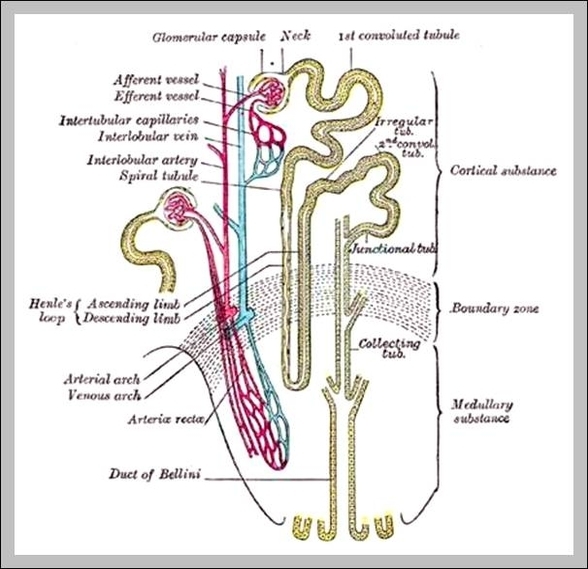 anatomy of kidney and bladder
