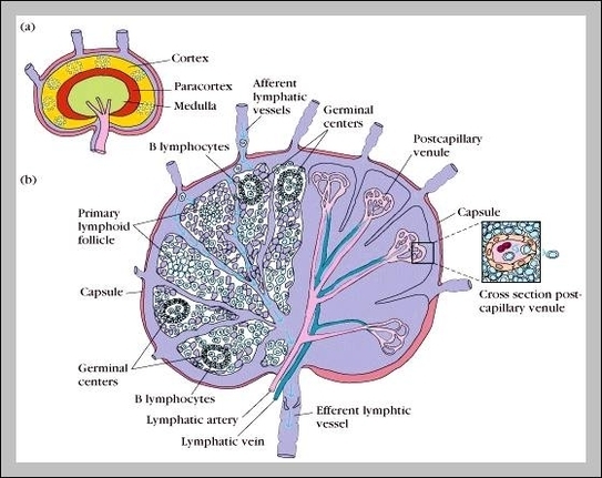 anatomy of lymph nodes