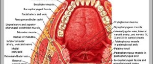 anatomy of neck and throat