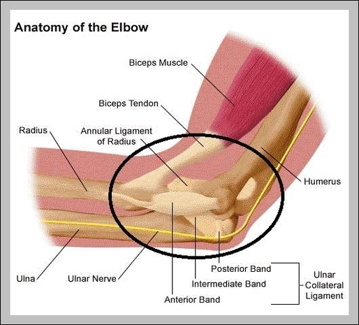 anatomy of the elbow tendons