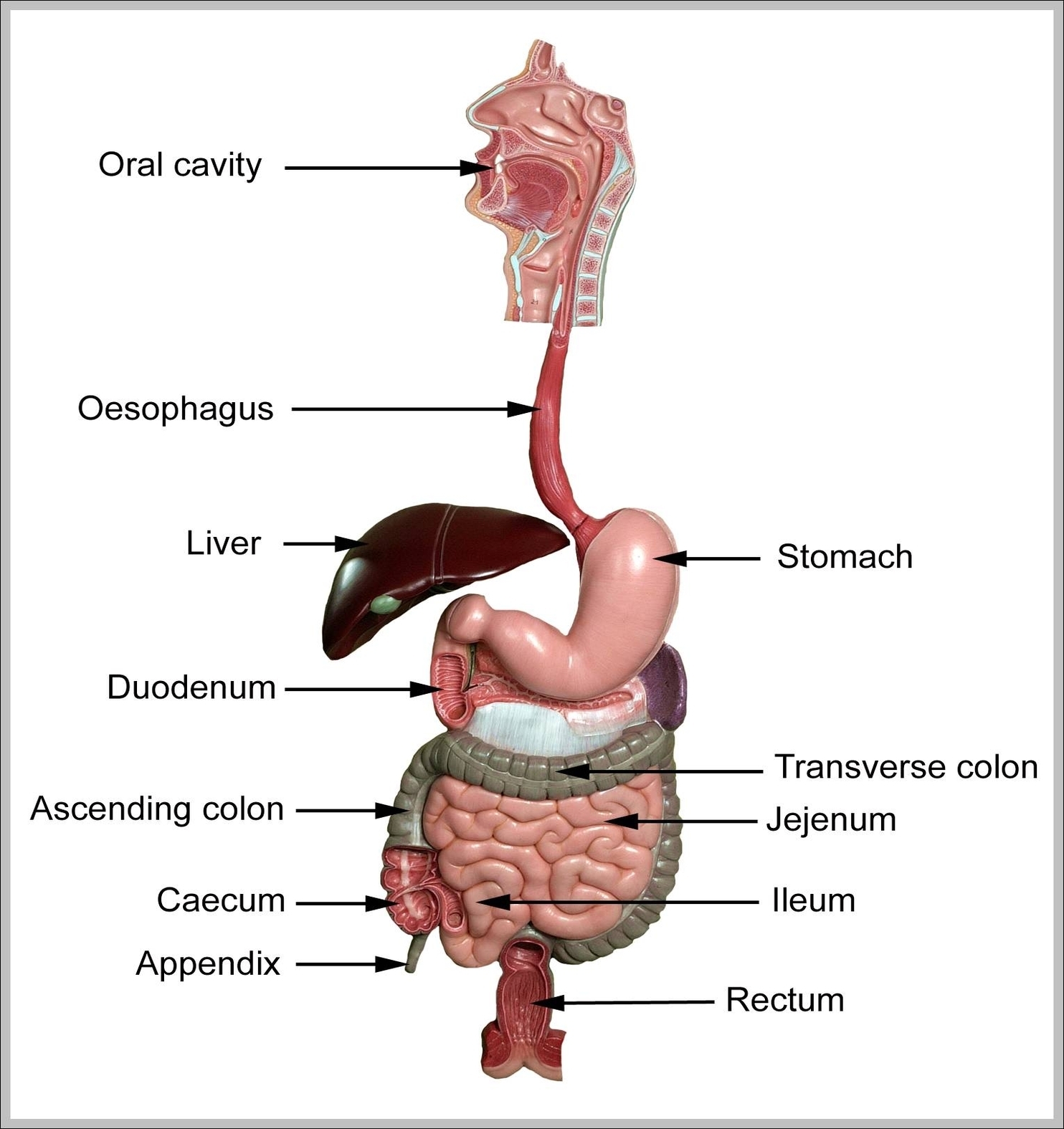 anatomy of the gastrointestinal tract