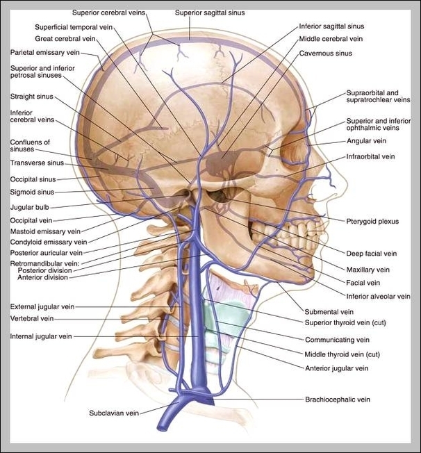 anatomy of the head and neck