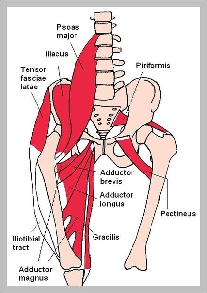 anatomy of the hip area