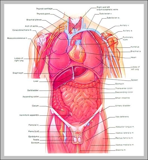 anatomy of the internal organs